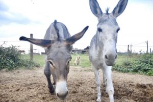 Capucine & Paco