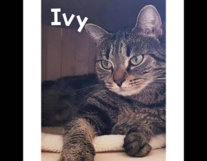 Ivy
