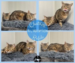 Chatnell et raf