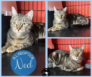 NED