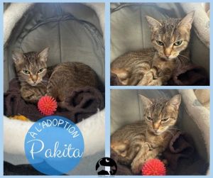 PAKITA