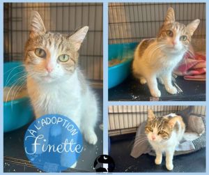 FINETTE