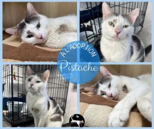 PISTACHE