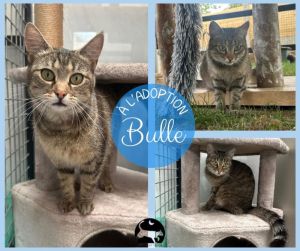 BULLE