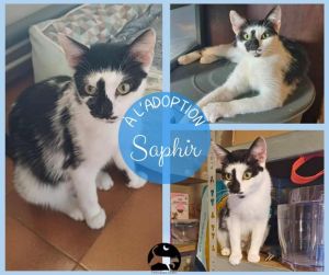 SAPHIR