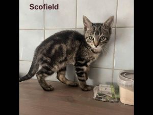 Scofield 