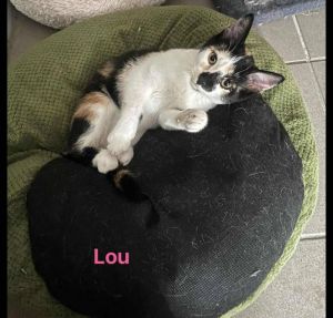 Lou 