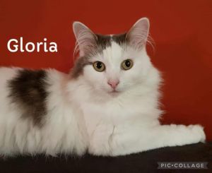 Gloria