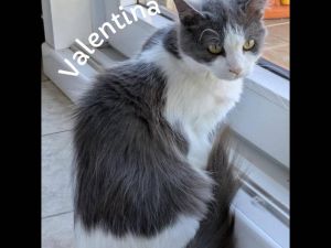 Valentina