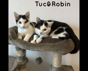 Tuc et Robin