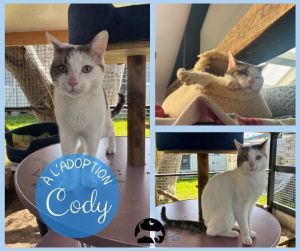 CODY