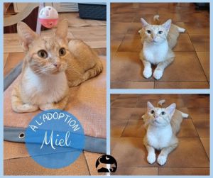 MIEL