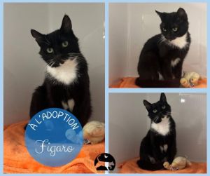 FIGARO
