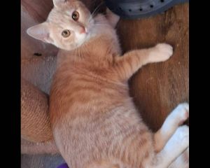 Aslan 