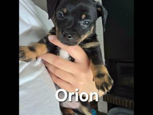 ORION, MOKA, PR