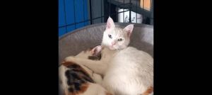 Maman chat et s