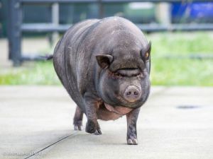 Peppa