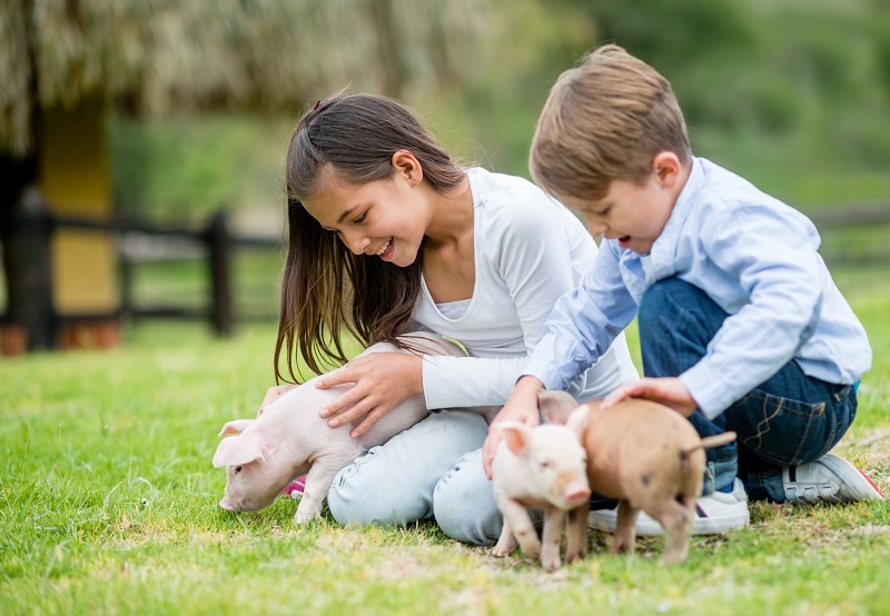 Cochons enfants