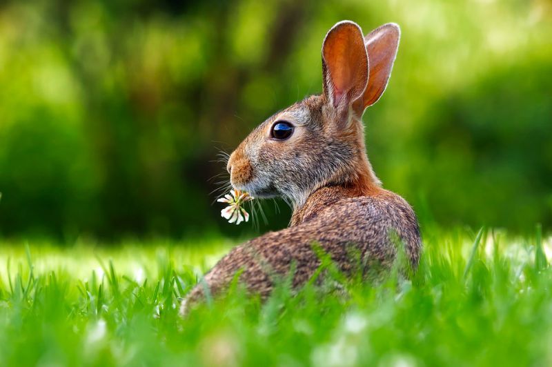 LHABITAT DU LAPIN DOMESTIQUE