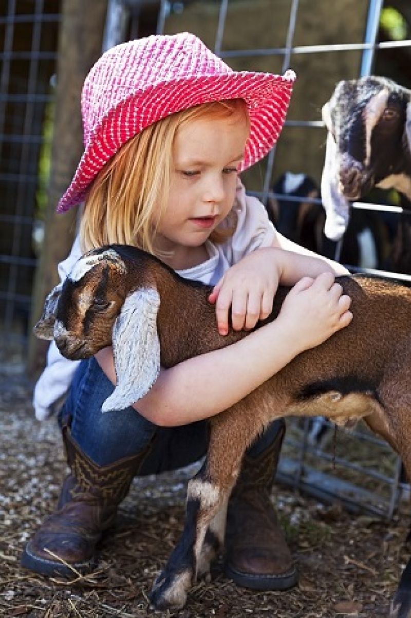 LA CHVRE, NOUVEL ANIMAL DE COMPAGNIE