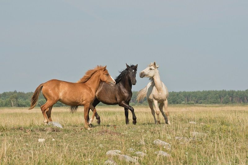 Les besoins fondamentaux du cheval