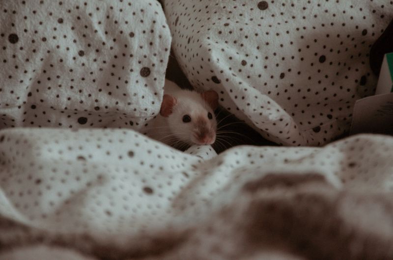 Les rats domestiques comme animaux de compagnie - Vrai ou faux